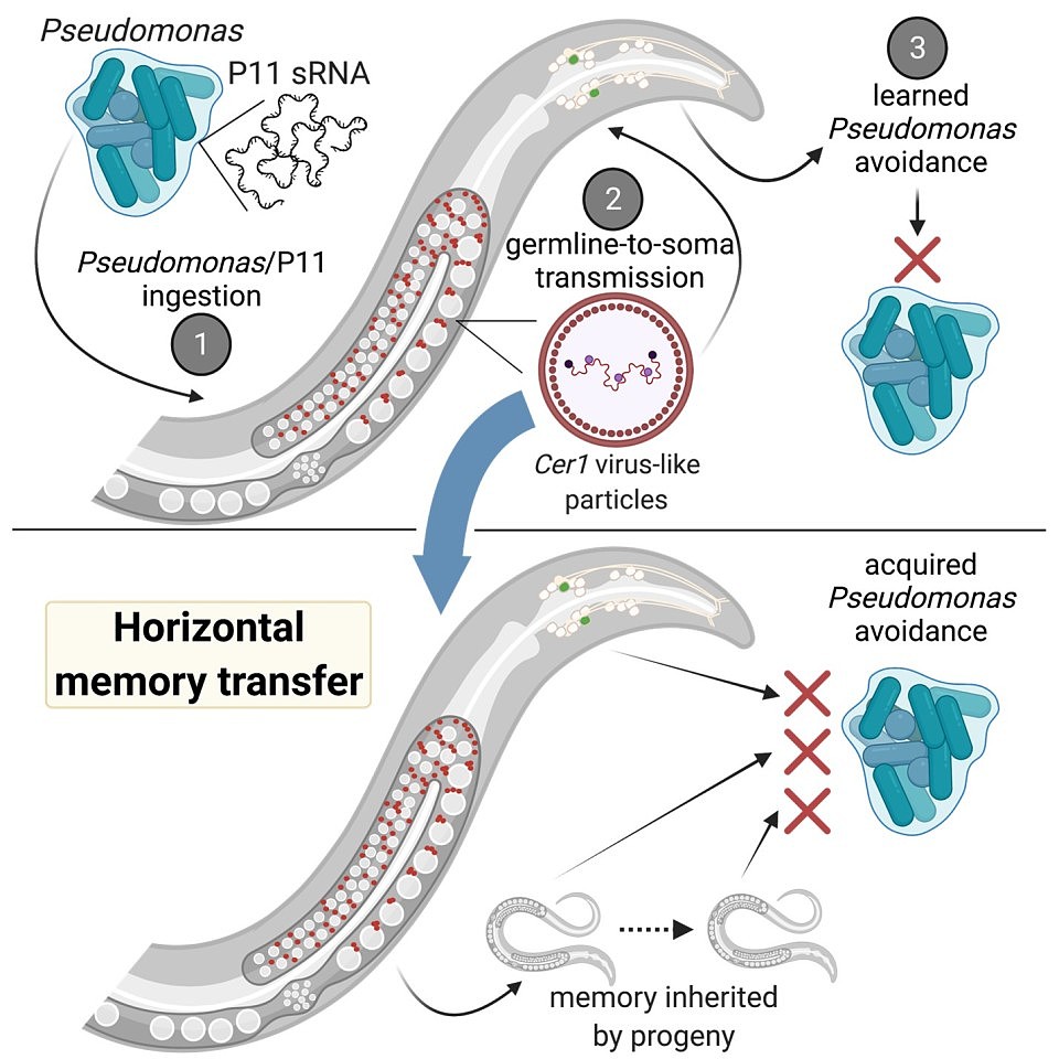 研究：蠕虫通过交换RNA来发出危险警告以共享“记忆” - 2