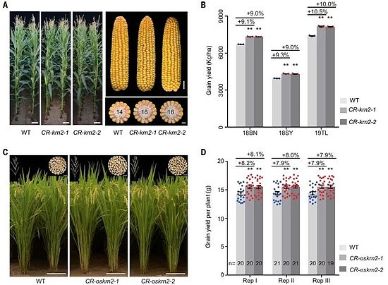 今日《科学》：提高玉米和水稻产量，中国科研团队找到关键基因 - 3