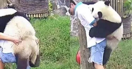大熊猫想要奶爸背背，可看到熊猫的举动后，奶爸：你还要我怎样？ - 4