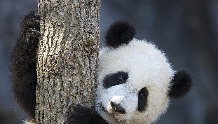 国宝熊猫：兽人族永不为奴，除非有盆盆奶喝，网友：蚩尤输的不冤 - 2