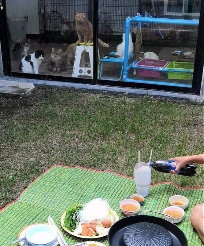 主人在院子里烤肉，隔着玻璃门的猫咪们眼睛都直了，橘猫鼻孔都气大了 - 2