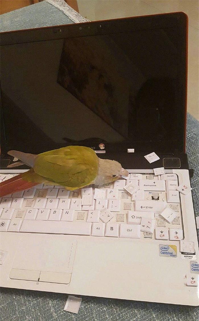 铲屎官年后在家办公，可电脑竟遭鹦鹉拆毁，键盘满是狼藉 - 2