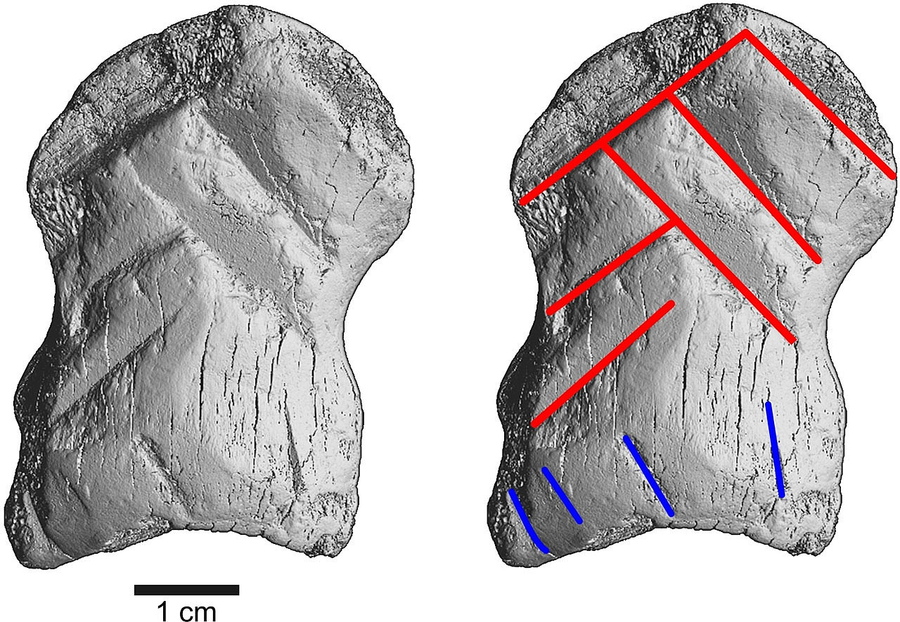 考古人员发现尼安德特人艺术家雕刻的骨头 - 1