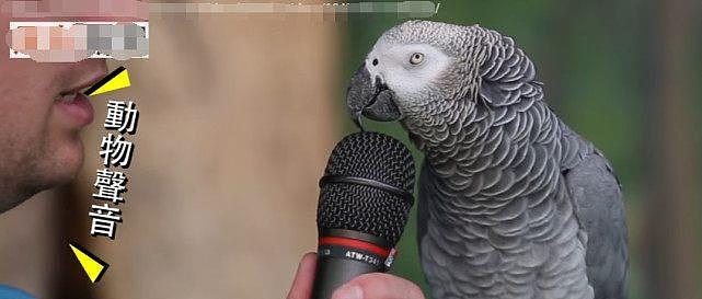 口技最强鹦鹉，让它学什么音效都难不倒它，这鹦鹉是不是成精了 - 5