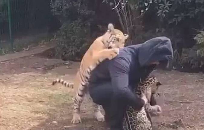 饲养员只顾着摸豹子，忽略了老虎，它竟然会醋意大发！太萌了！ - 4