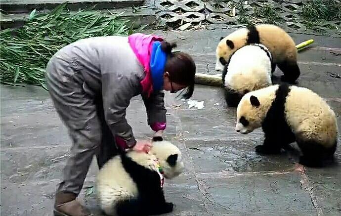 熊猫幼崽脾气太倔 坚决拒绝戴口水巾 饲养员已崩溃 - 1