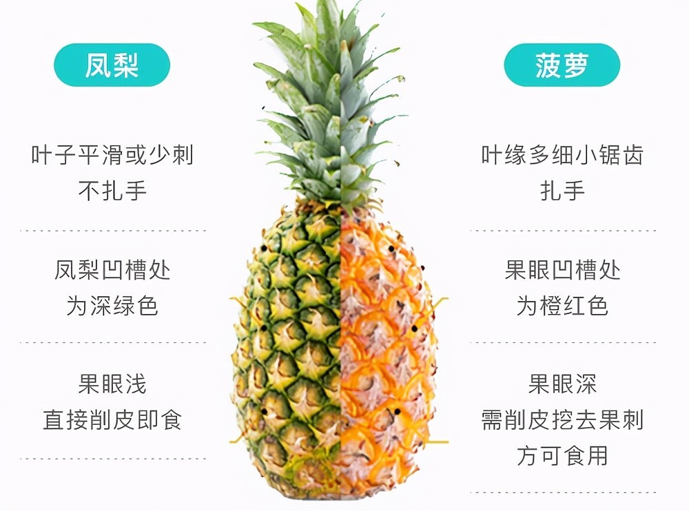 菠萝和凤梨是同一种水果吗?菠萝和凤梨是什么时候传入中国的? - 2
