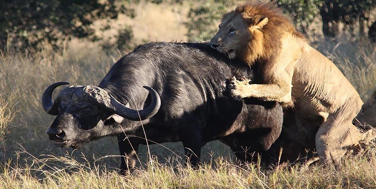 剑齿虎咬合力只有狮子的一半，为什么能以大象为食？ - 3