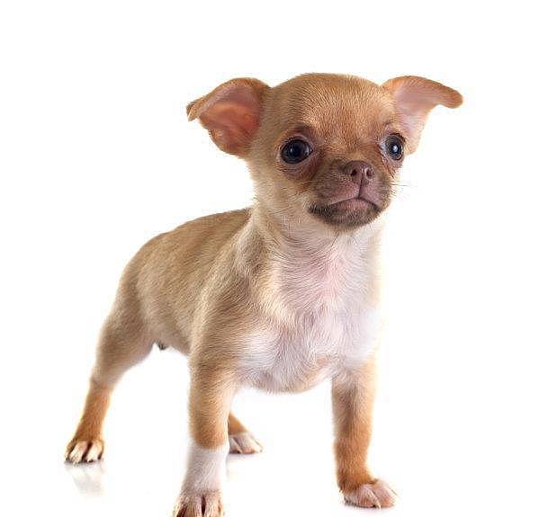 世界上最小的狗品种，吉娃娃只有9.65公分高重500公克 - 4
