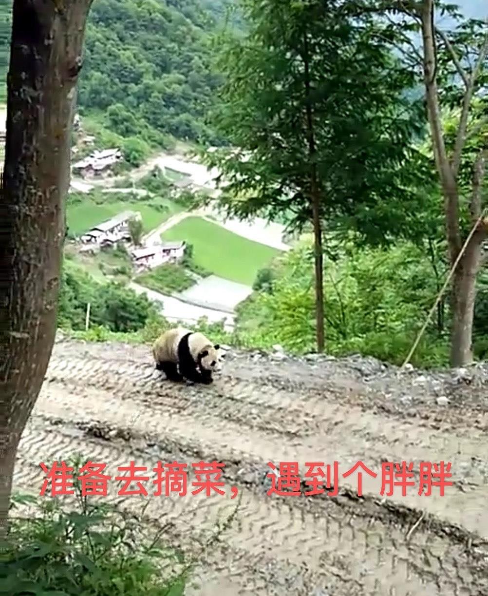 四川阿坝村民太幸福，熊猫成“宠物”，吹个口哨就连滚带爬跟回家 - 1