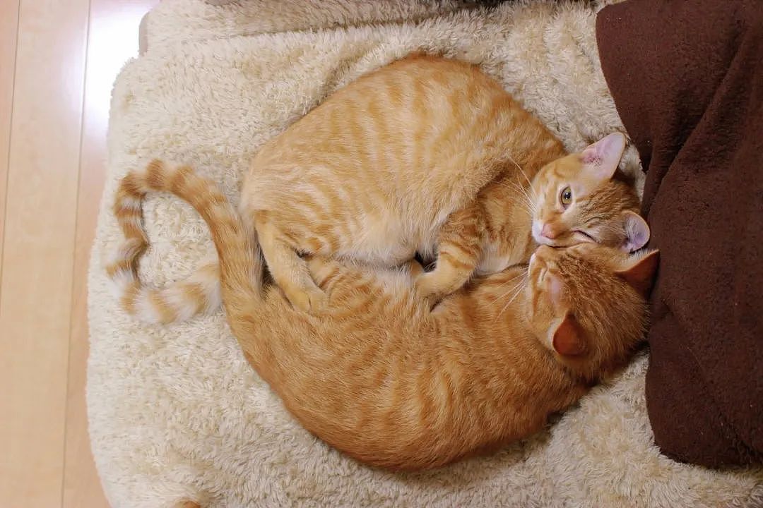 这对橘猫双胞胎必须要抱在一起才能睡着，也许这就叫做如胶似漆吧 - 10