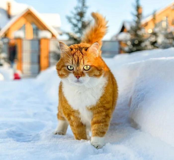 即使你阅猫无数，见到这只橘猫也会心动，真的太美了 - 12