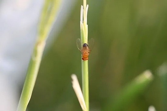 短短四个月基因组60%变了 实验显示果蝇惊人的演化速度 - 2