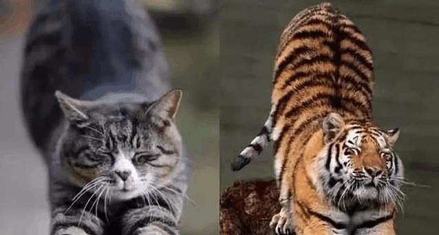 老虎与猫同为猫科动物, 那么老虎看见猫咪, 会吃掉猫咪吗 - 1