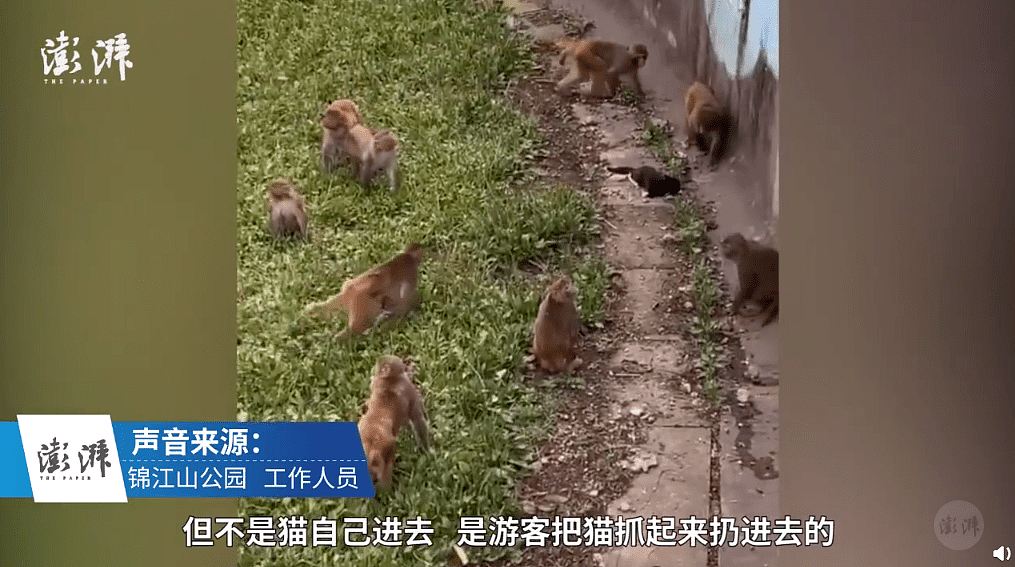 为了红，为了拍视频，他们一次次把小猫扔进了猴山，任由猴子抓挠拖拽…… - 11