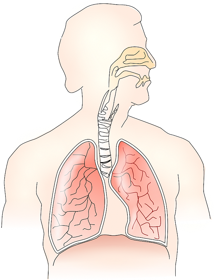 Anatomy-Human-Respiratory-Health-Lungs-Breathing-145696.png