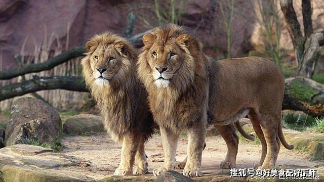 逛了全国20个动物园，看了近百头狮子老虎，我来说说它们谁更强 - 2