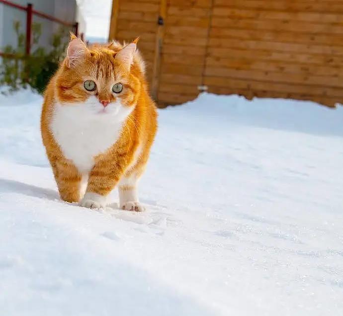 大橘被收养后逆袭成网红猫，被网友称为“梦中情猫”，吸粉无数 - 14