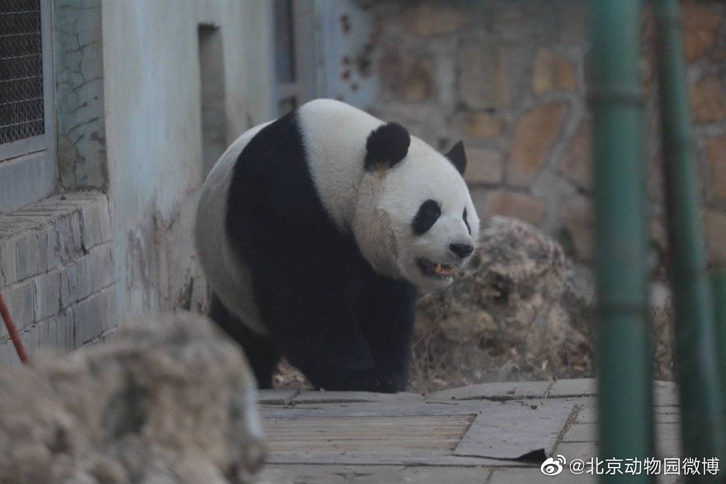 北京动物园一大熊猫越狱，动作行云流水，去年还曾掰断监控 - 2