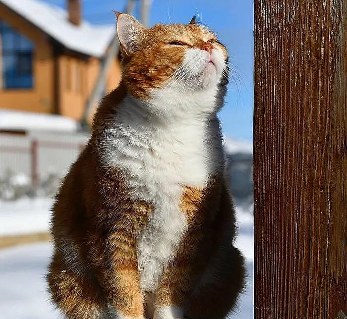 即使你阅猫无数，见到这只橘猫也会心动，真的太美了 - 6