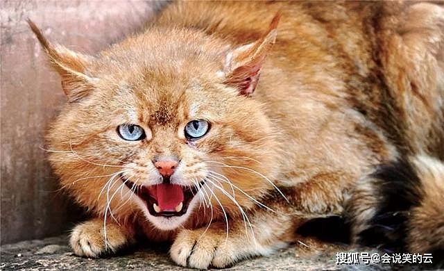祁连山出现神秘的荒漠猫，颜值呆萌敢吃毒蛇，凶猛不输花豹 - 1
