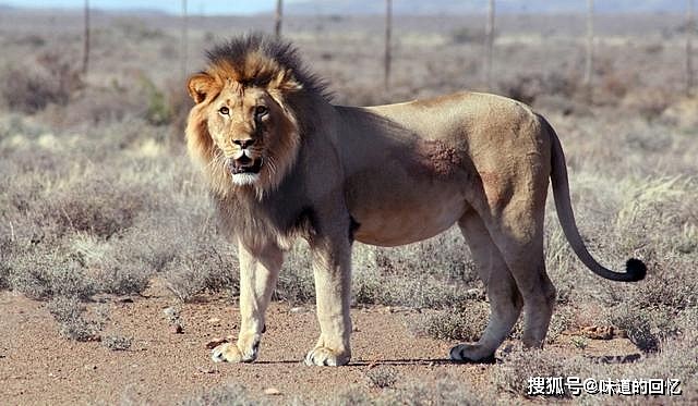 现存非洲最大的猫科动物，克鲁格狮能不能打赢东北虎？ - 1