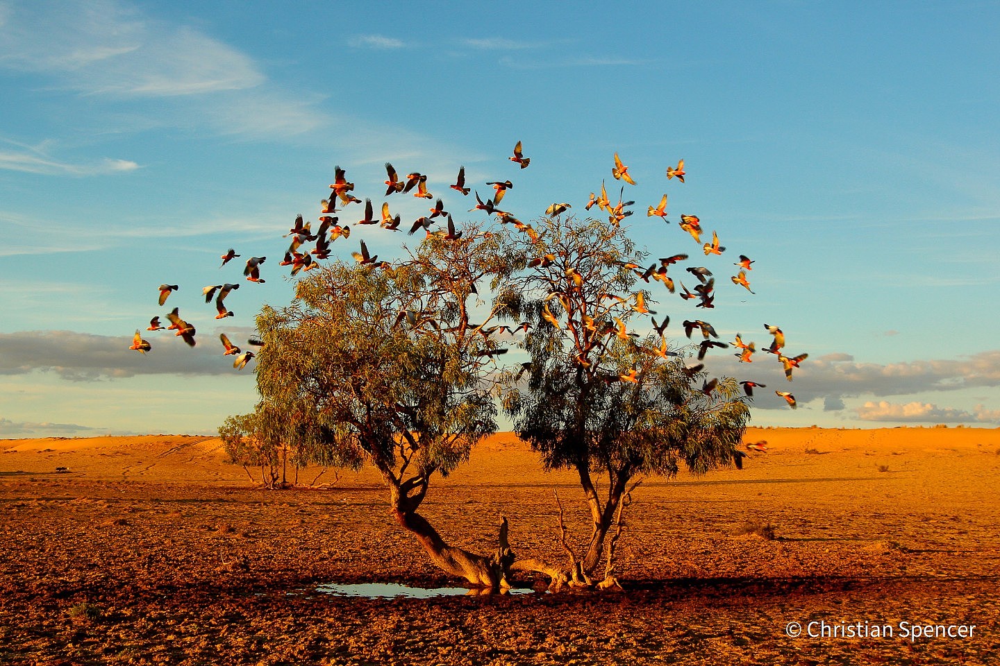 澳大利亚地理自然年度摄影师奖作品赏析 - 10