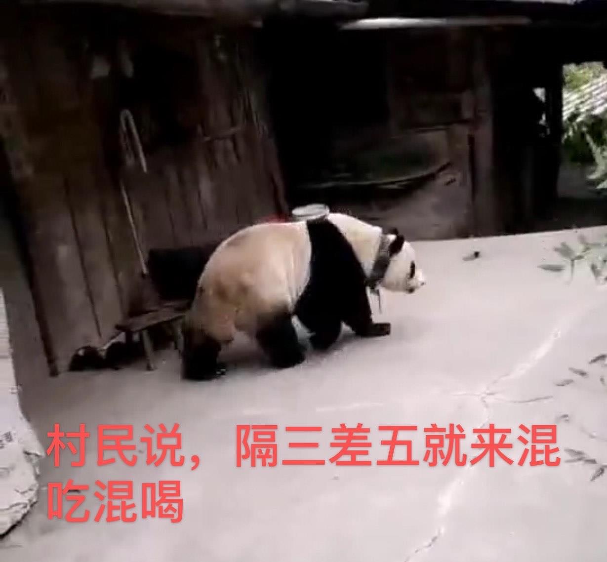 四川阿坝村民太幸福，熊猫成“宠物”，吹个口哨就连滚带爬跟回家 - 6