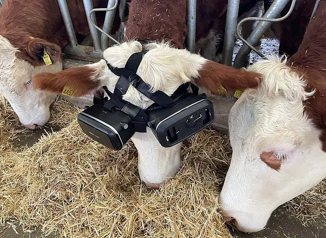 土耳其养殖户给奶牛戴上VR眼镜 产奶量竟大幅增加 - 1