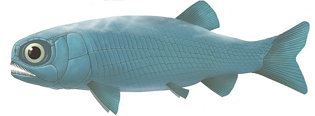 图5。 亚洲肋鳞裂齿鱼复原图 （许勇 供图）