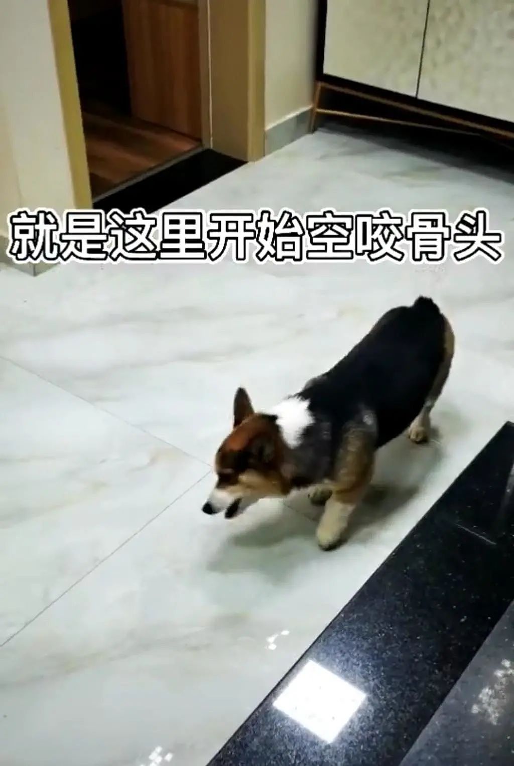 云南狗狗吃了生蘑菇中毒舔地板啃空气，网友：它的心愿是有吃不完的骨头 - 2