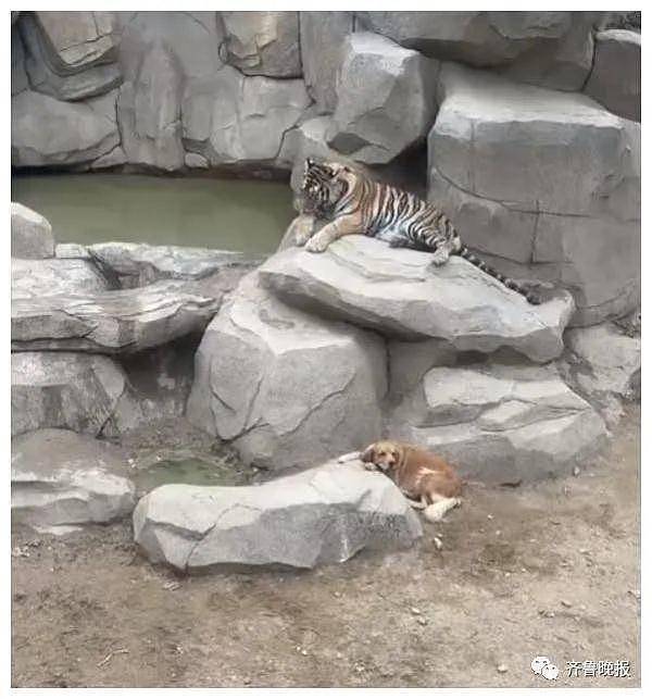 狗生赢家！山东一动物园内狗子躺在虎园里休息，老虎的举动亮了 - 1