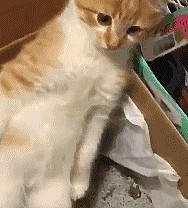 小猫闷闷不乐地站在猫砂盆里，男子求助，好友一瞧乐开花 - 3