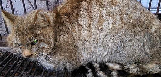 这种小型猫科动物体型只有东北豹十分之一, “吃鸡”能力不输老虎 - 5