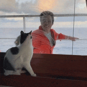 救了小猫却犯愁，因为她在轮船上工作，于是带猫上船 - 23
