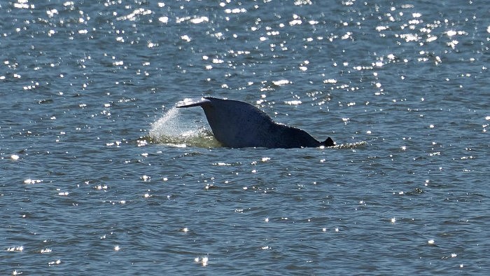 福建霞浦：国家一级保护动物中华白海豚现身 - 2