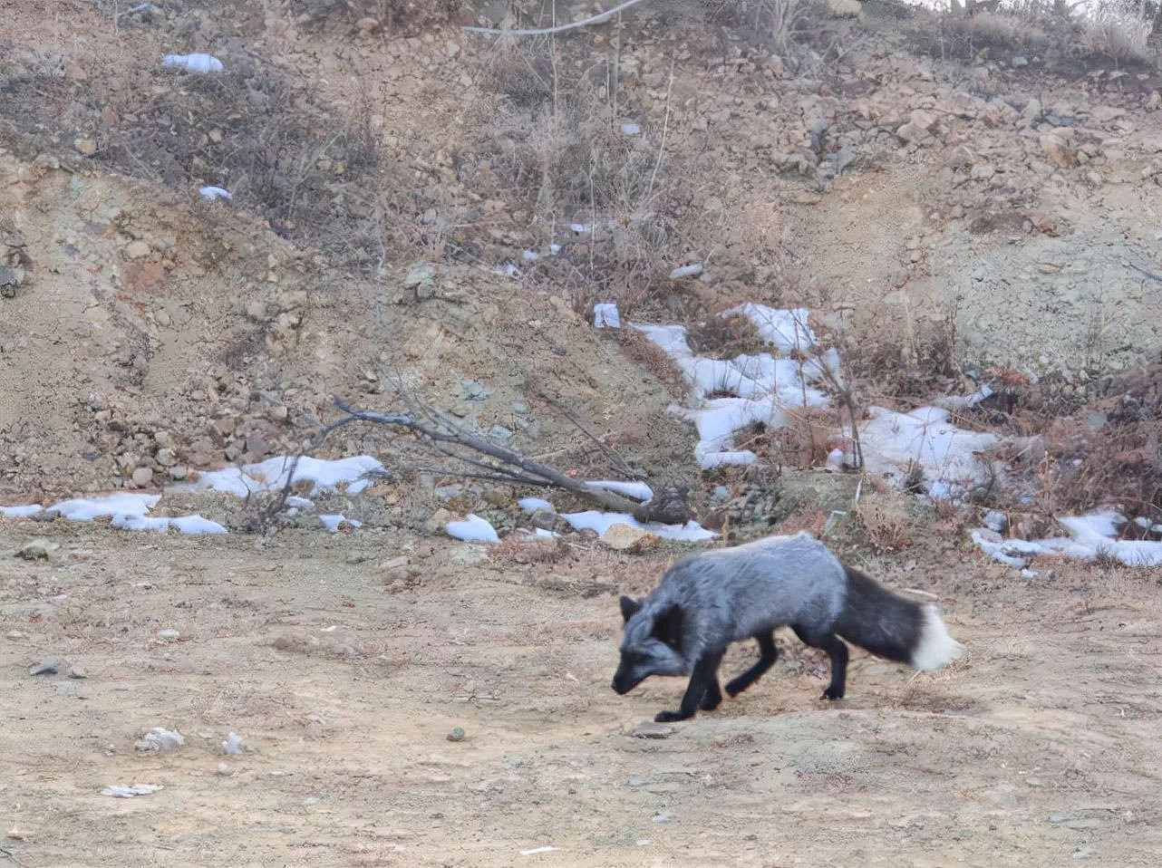 上海一小区发现白狐，为何狐狸的弃养率居高不下？弃养等同于杀生 - 5