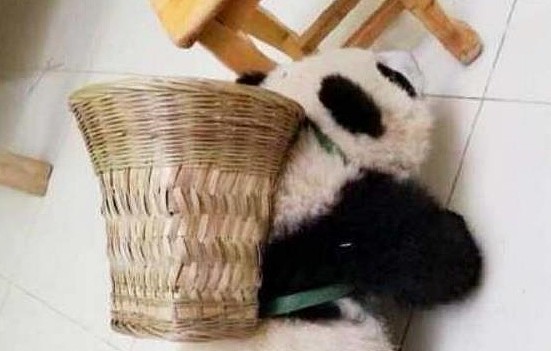 熊猫团子背着小背篓找食物，小模样太可爱，萌化网友心 - 1