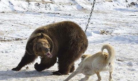 俄罗斯境内第一猛犬，并非高加索犬，它才是猛犬代表，可猎杀黑熊 - 1
