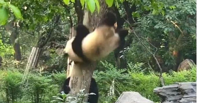 熊猫宝宝不听熊猫妈妈的劝告，当他摔疼后，还免不了一顿“责罚” - 2