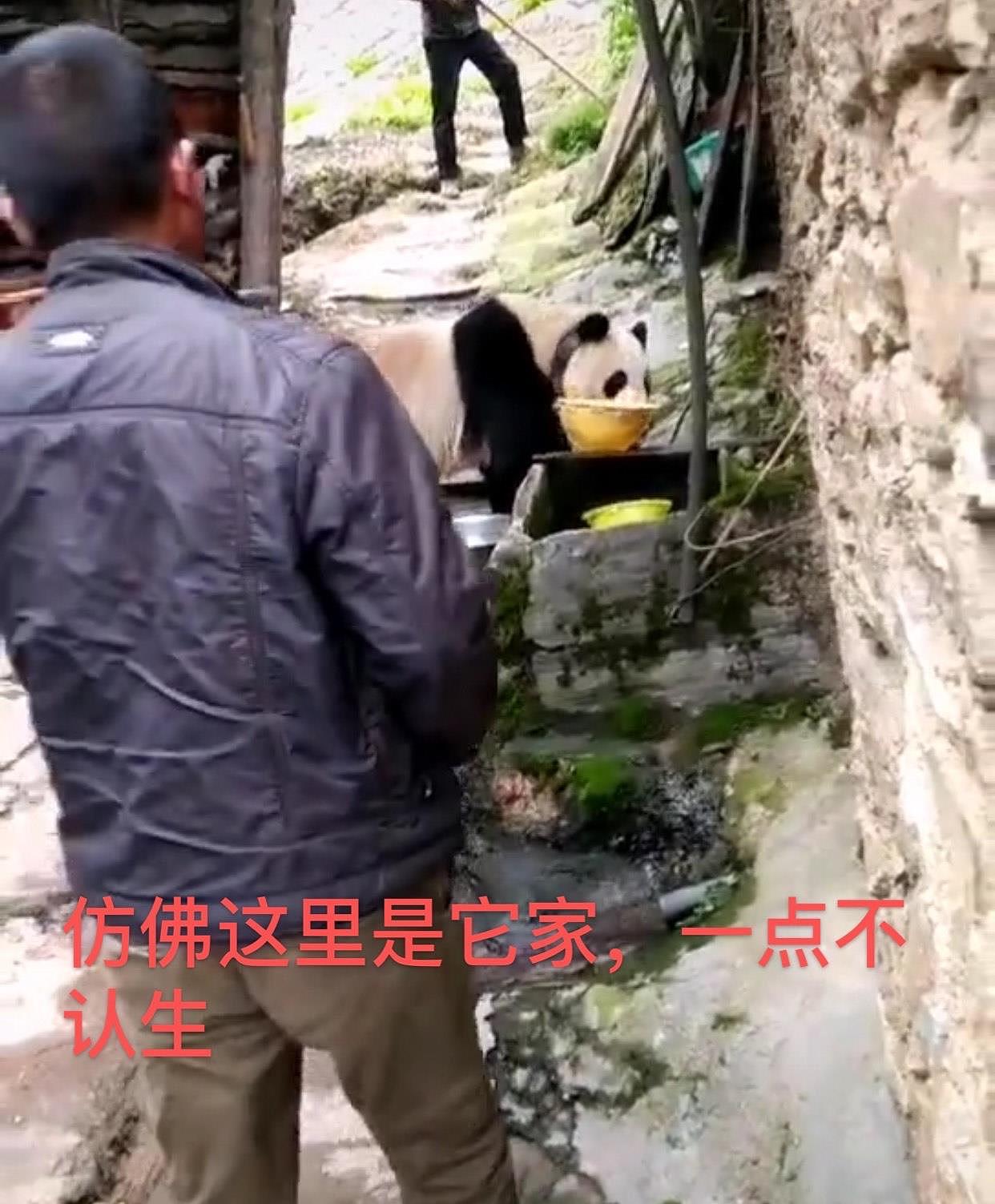四川阿坝村民太幸福，熊猫成“宠物”，吹个口哨就连滚带爬跟回家 - 4
