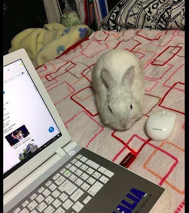 网友想用鼠标，却误摸到了兔子的头上，兔子：怎么突然眼前一黑？ - 3