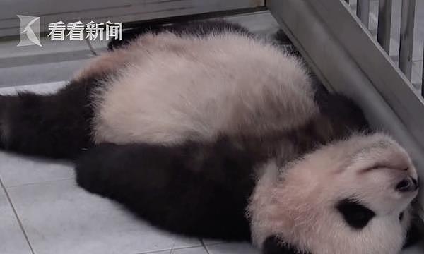 旅韩熊猫幼崽“福宝”初长成！还是超黏人小可爱 - 3