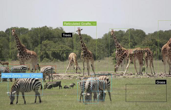 机器学习通过照片提取身体图案特征促进保护野生动物 - 2