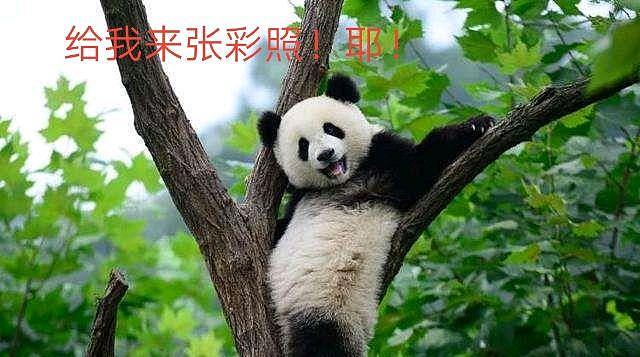 别说彩照，这只熊猫连黑白照都拍不了，但如今已换了一身“金装” - 1