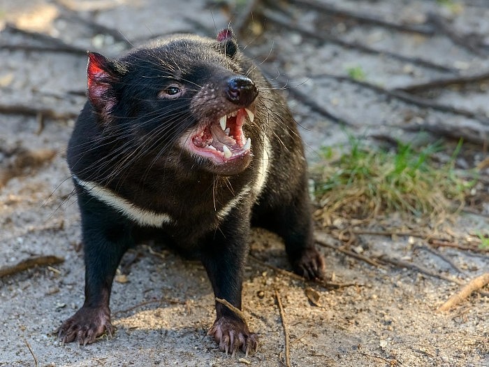 科学家发现塔斯马尼亚袋獾打破食腐动物常见模式 - 1