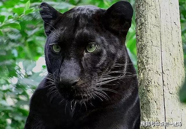 3种黑化猫科动物：黑化金猫最惊艳，黑豹最威风，黑化薮猫像精灵 - 1