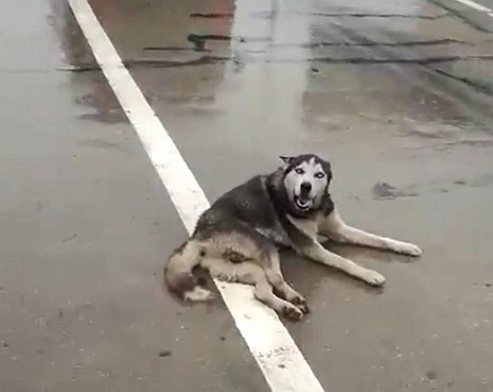二哈在马路上被撞，躺在雨地里惆怅，狗：快救救本哈…… - 2