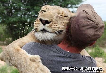 爱撒娇的猫科动物：猎豹像孩子，狮子求抱抱，老虎像只大橘猫 - 1