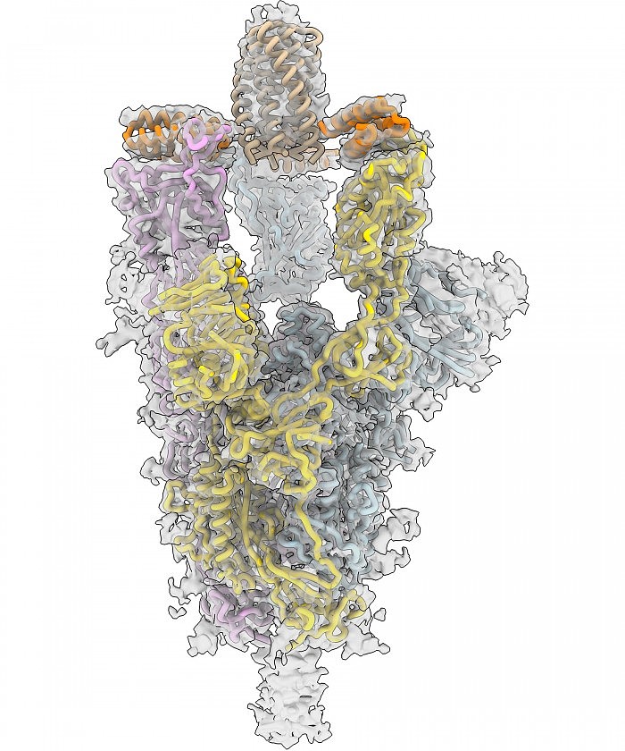 CryoEM-COVID-Spike-Protein.jpg
